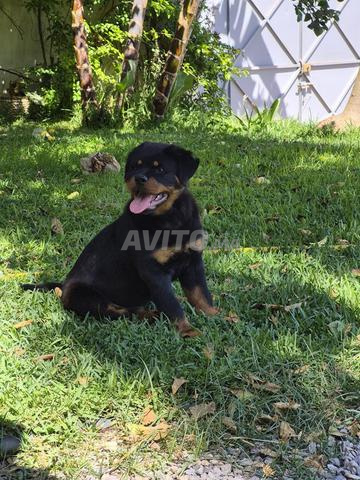 Chiot rottweiler pedigree femelle - 2