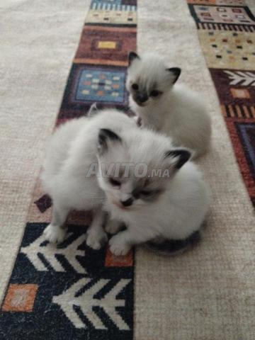 Petit chat siamois de 20 jours - 2