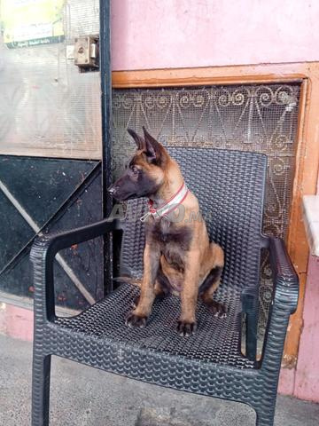 Berger Malinois - 2