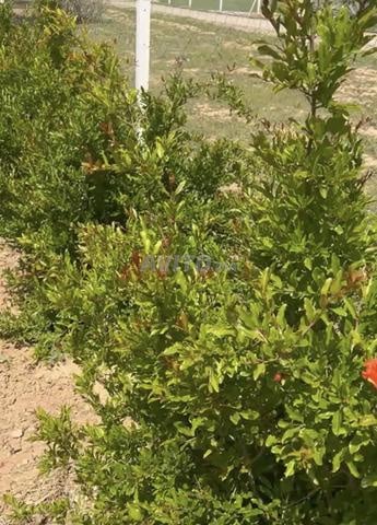Très belle ferme à vendre près de Marjane.