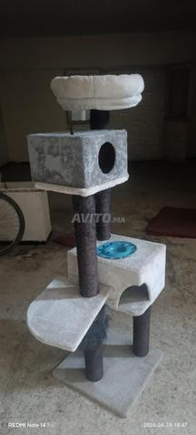 شجرة القطط - 2