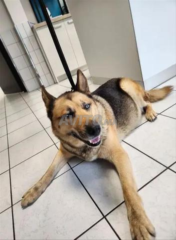 Femelle berger allemand