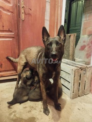 Chiots Malinois agressifs