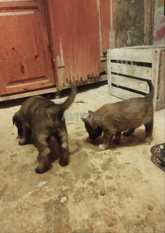 جراء المالينوا الشراسة - 2