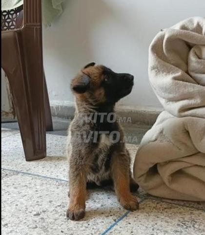 Beau chien Malinois avec carnet de vaccin - 2