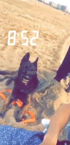 ذكر مالينوا شاربوني - 2