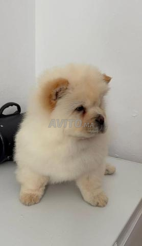 Mâle Chow Chow pure race - 2