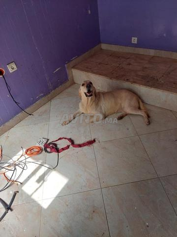 Femelle golden retriever pure race