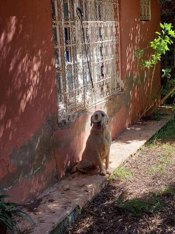 أنثى جولدن ريتريفر نقية السلالة - 2