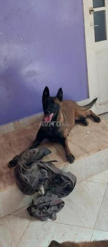 Chien Malinois charbonné dressé - 2