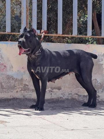 Super chiots Cane Corso pure race