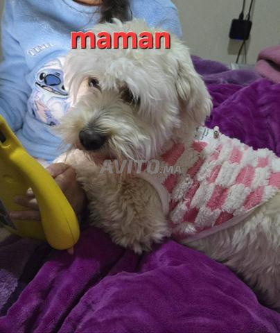 بيشون للبيع - 2