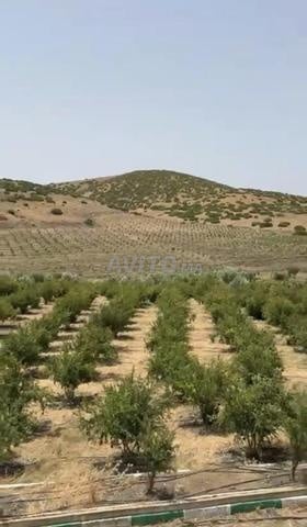 Terrain agricole de 7 hectares enregistré à vendre