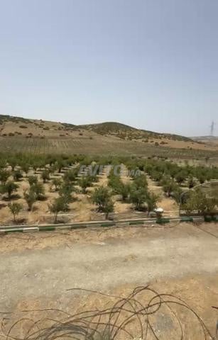 Terrain agricole de 7 hectares enregistré à vendre