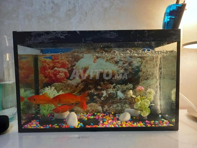 Aquarium 28*34*14 - 2