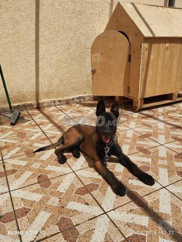 أنثى مالينوا - 2