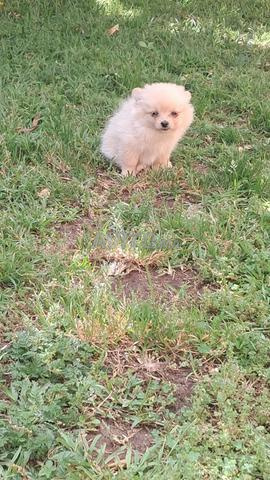Chiots de leur mère Kanish Bishou, Speedz - 2