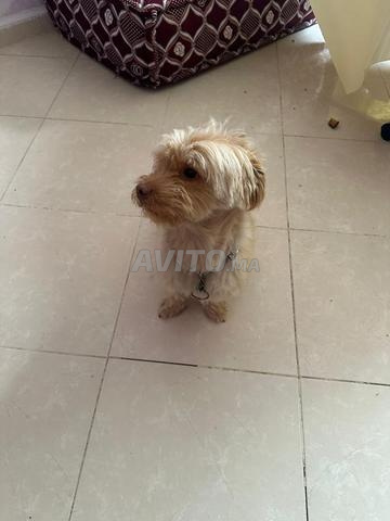 Chien de type bichon