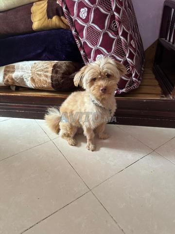 كلب من نوع بيشون - 2