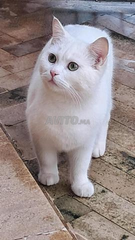 قط بريطاني قصير الشعر للبيع