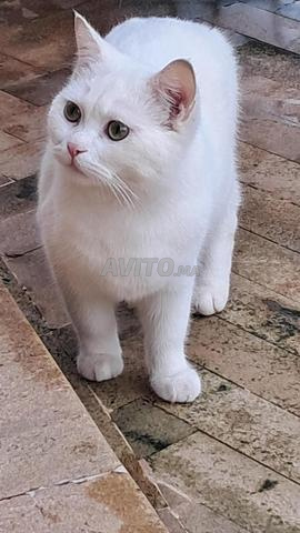 Chat croisé British Shorthair à vendre - 2