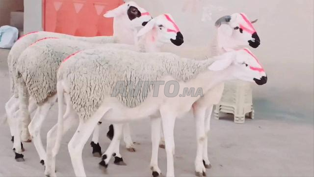 30 brebis Sardi de bonne qualité, avec un bélier royal