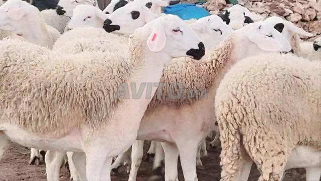 سردية مليحة للبيع ضارة