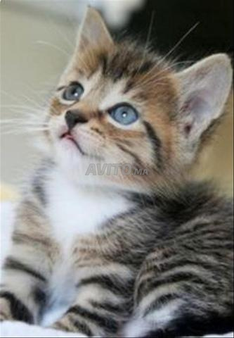 Chaton norvégien - 2