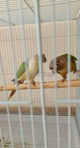 مولينيا كونور