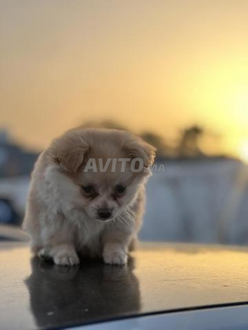 سبتز بومراني - 2