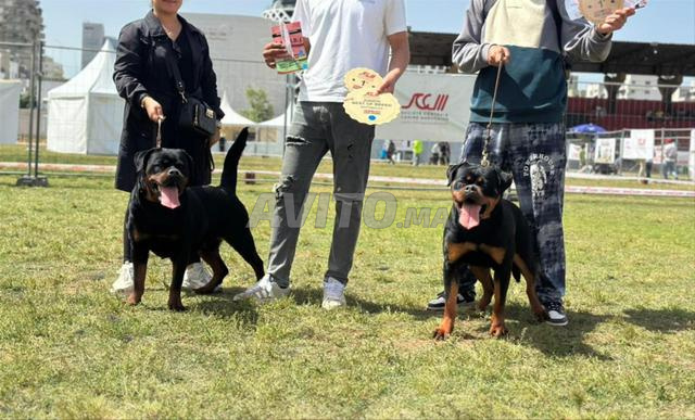 جـراء روت وايلر - 2