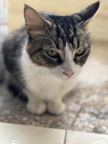 Chatte à adopter stérilisée et vaccinée - 2