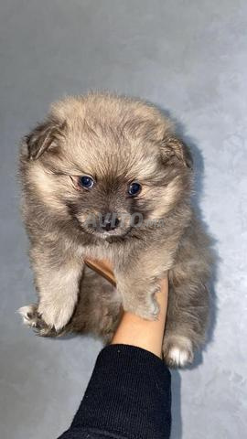 جِراء سبيتز بعمر ثلاثة أشهر