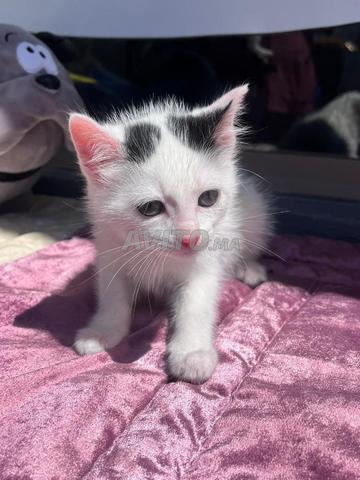 قطط صغيرة للتبني - 2