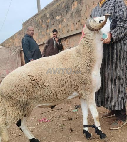 30 brebis sardes bonnes, grasses, épaisses - 2