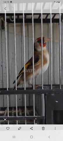 أنثى الحسون في عمر سنتين جاهزة للإنتاج - 2