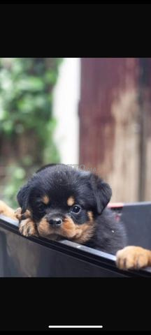 Rottweiler chiot - 2