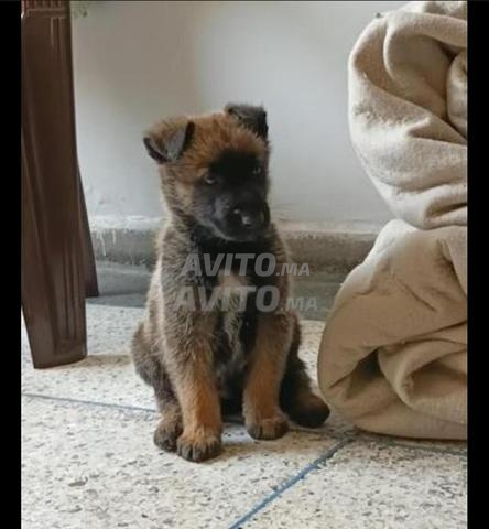 كلب مالينوا جميل مع تطعيم - 2