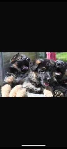 جرو كلب الراعي الألماني