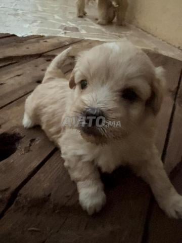 Chiot bichon maltais