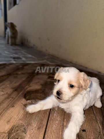 Chiot bichon maltais - 2