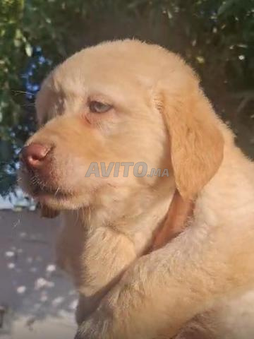 Golden Retriever aux yeux clairs et pelage doré