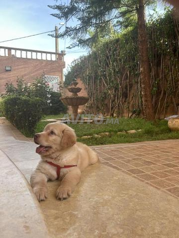 جولدن ريتريفر بعيون فاتحة وفراء ذهبي - 2