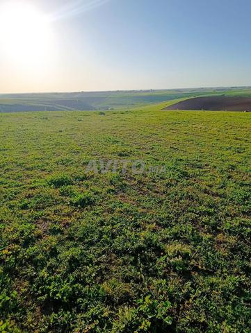 Terrain Agricole 20 Hectares Titré à Ait Malek - 2