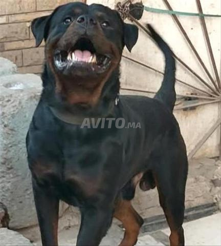 Rottweiler 35 jours - 2