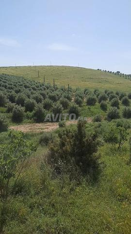 أرض فلاحية محفظة للبيع - 2