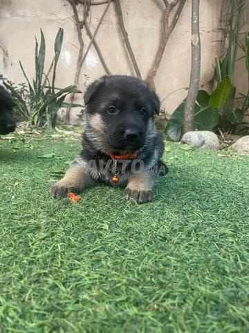 🐶 جراء كلاب الراعي الألماني نصف أصيل للبيع 🐶 - 2