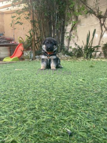 🐶 جراء كلاب الراعي الألماني نصف أصيل للبيع 🐶