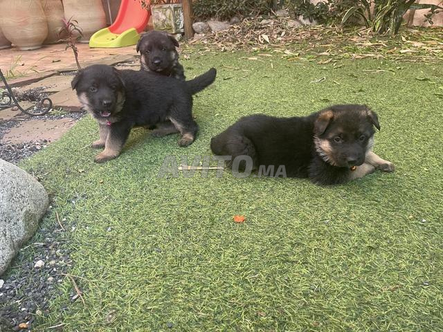 🐶 جراء كلاب الراعي الألماني نصف أصيل للبيع 🐶