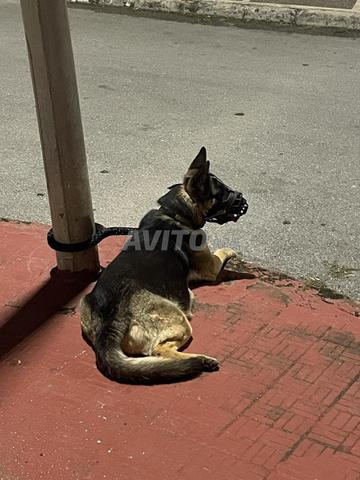 🐶 جراء كلاب الراعي الألماني نصف أصيل للبيع 🐶